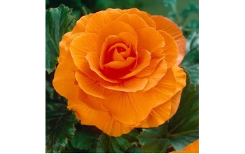 2 BEGONIA DOUBLE : Orange