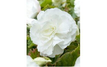 2 BEGONIA DOUBLE : White