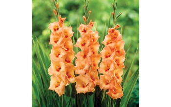 5 GLADIOLI GIANT FLOWERING : Peter Pears