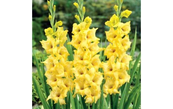 5 GLADIOLI GIANT FLOWERING : Nova Lux