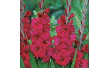 5 GLADIOLI GIANT FLOWERING : Plum Tart