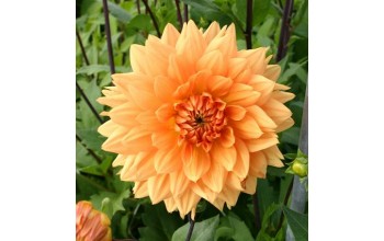 1 DAHLIA DECORATIVE : Glorie Van Noordwijk