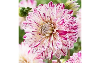 1 DAHLIA DECORATIVE : Smokey