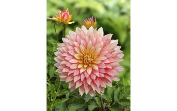 1 DAHLIA DECORATIVE : Extase