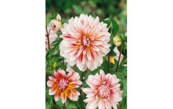 1 DAHLIA DECORATIVE : Caribbean Fantasy