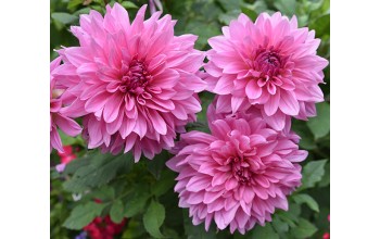 1 DAHLIA DECORATIVE : Rosella