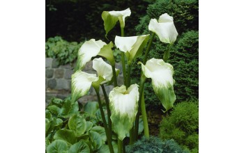 1 ZANTEDESCHIA : Calla Green Goddess