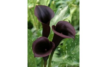 1 ZANTEDESCHIA : Calla Schwarzwalder