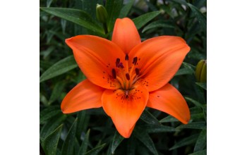 2 LILIUM ASIATIC : Brunello