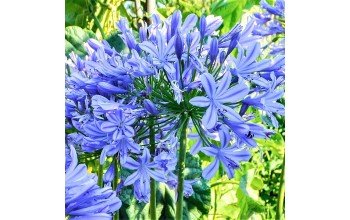 1 AGAPANTHUS : Lily Of The Nile