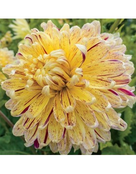 1 DAHLIA DECORATIVE : Cambridge