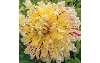 1 DAHLIA DECORATIVE : Cambridge