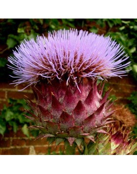 2 ARTICHOKE : Cardunculus