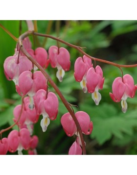 1 DICENTRA SPECTABILIS : Bleeding Hearts