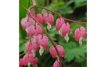 1 DICENTRA SPECTABILIS : Bleeding Hearts