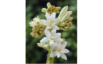 2 POLIANTHUS : Tuberosa