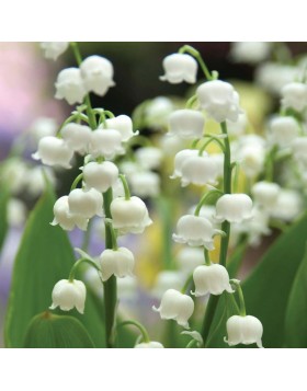 5 CONVALLARIA : Lily Of The Valley