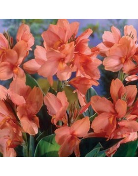 1 CANNA : Mrs. Oklahoma