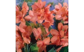 1 CANNA : Mrs. Oklahoma