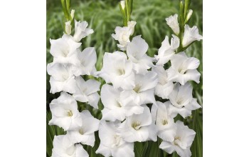 5 GLADIOLI GIANT FLOWERING : White Prosperity