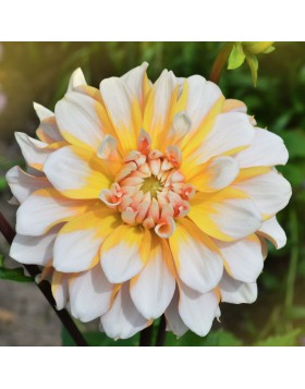 1 DAHLIA DECORATIVE : Seattle