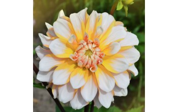 1 DAHLIA DECORATIVE : Seattle