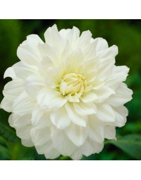 1 DAHLIA DECORATIVE : White Onesta