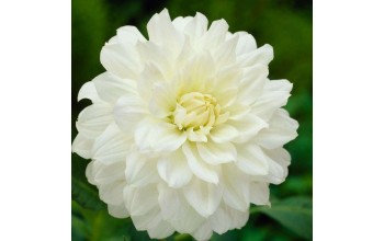 1 DAHLIA DECORATIVE : White Onesta