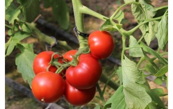ΤΟΜΑΤΑ ELPIDA F1 1.000 ΣΠΟΡΟΙ