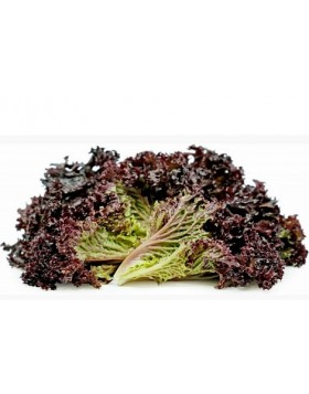 ΜΑΡΟΥΛΙ CONCORDE RZ 5.000 PILLS