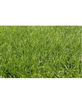 ΓΚΑΖΟΝ FESTUCA FINE LAWN 1 KG