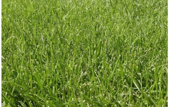ΓΚΑΖΟΝ FESTUCA FINE LAWN 1 KG