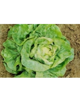 ΜΑΡΟΥΛΙ GLORY 