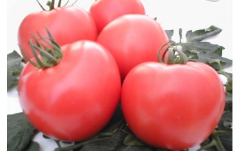 ΤΟΜΑΤΑ BELLADONA F1 1.000 ΣΠΟΡΟΙ