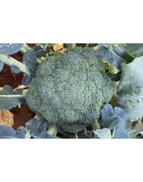 ΜΠΡΟΚΟΛΟ NAXOS F1 