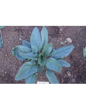 ΣΠΑΝΑΚΙ ACOSTA F1 100.000 ΣΠΟΡΟΙ