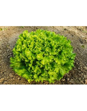 ΜΑΡΟΥΛΙ KISMY 5.000 ΣΠΟΡΟΙ