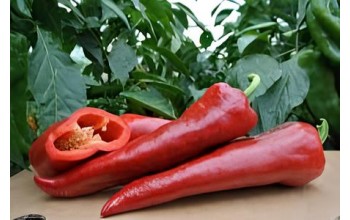 ΠΙΠΕΡΙΑ ΦΛΩΡΙΝΗΣ ODISEO F1 1.000 ΣΠΟΡΟΙ