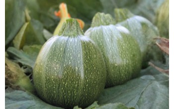 ΚΟΛΟΚΥΘΙ RONDO F1 100G-LARK SEEDS