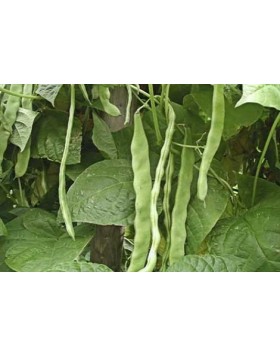 ΦΑΣΟΛΙ HELDA 1 KG FITO SEEDS