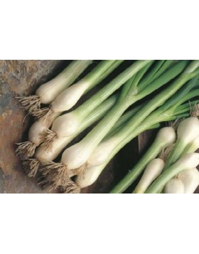 ΚΡΕΜΜΥΔΙ ΧΛΩΡΟ WHITE LISBON