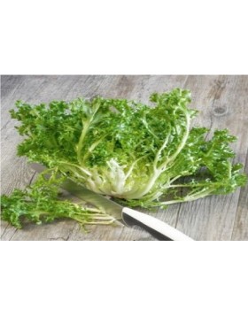 ΑΝΤΙΔΙ ΚΟΝΤΟ ΚΑΤΣΑΡΟ 500G