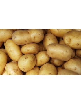 ΠΑΤΑΤΟΣΠΟΡΟΣ SPUNTA 