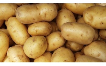 ΠΑΤΑΤΟΣΠΟΡΟΣ SPUNTA 