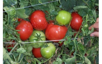 ΤΟΜΑΤΑ CLODIN F1 1.000 ΣΠΟΡΟΙ