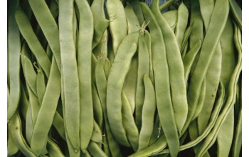 ΦΑΣΟΛΙ HELDA 1 KG