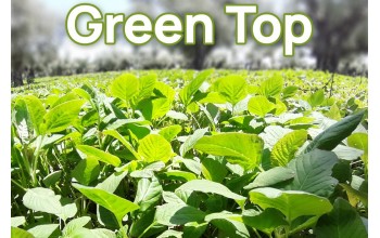 ΒΛΗΤΟ GREEN TOP