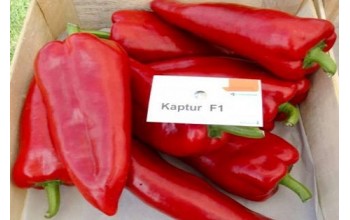 ΠΙΠΕΡΙΑ KAPTUR F1 