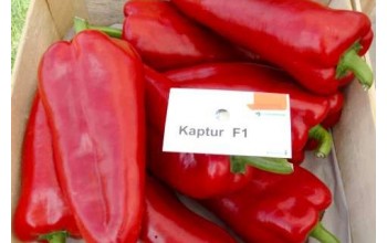 ΠΙΠΕΡΙΑ ΦΛΩΡΙΝΗΣ KAPTUR F1