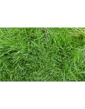 ΓΚΑΖΟΝ LOLIUM PERENNE BELIDA ΓΙΑ ΓΡΗΓΟΡΗ ΕΓΚΑΤΑΣΤΑΣΗ